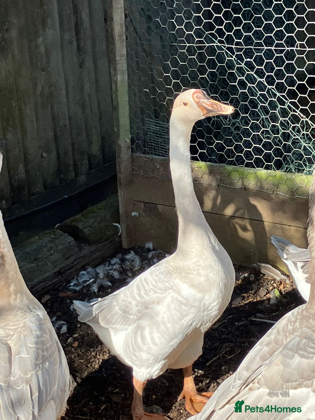 Geese poultry for sale: Lavender & Brown Chinese Geese - Image 3