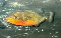Piranhas fish for sale: RED BELLY PIRHANA/TINFOIL BARBS/PINKTAIL CHALCEUS - Image 2