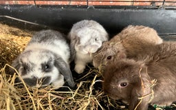 Mini Lop rabbits for sale: Super Friendly Mini Lop Babies - Image 6