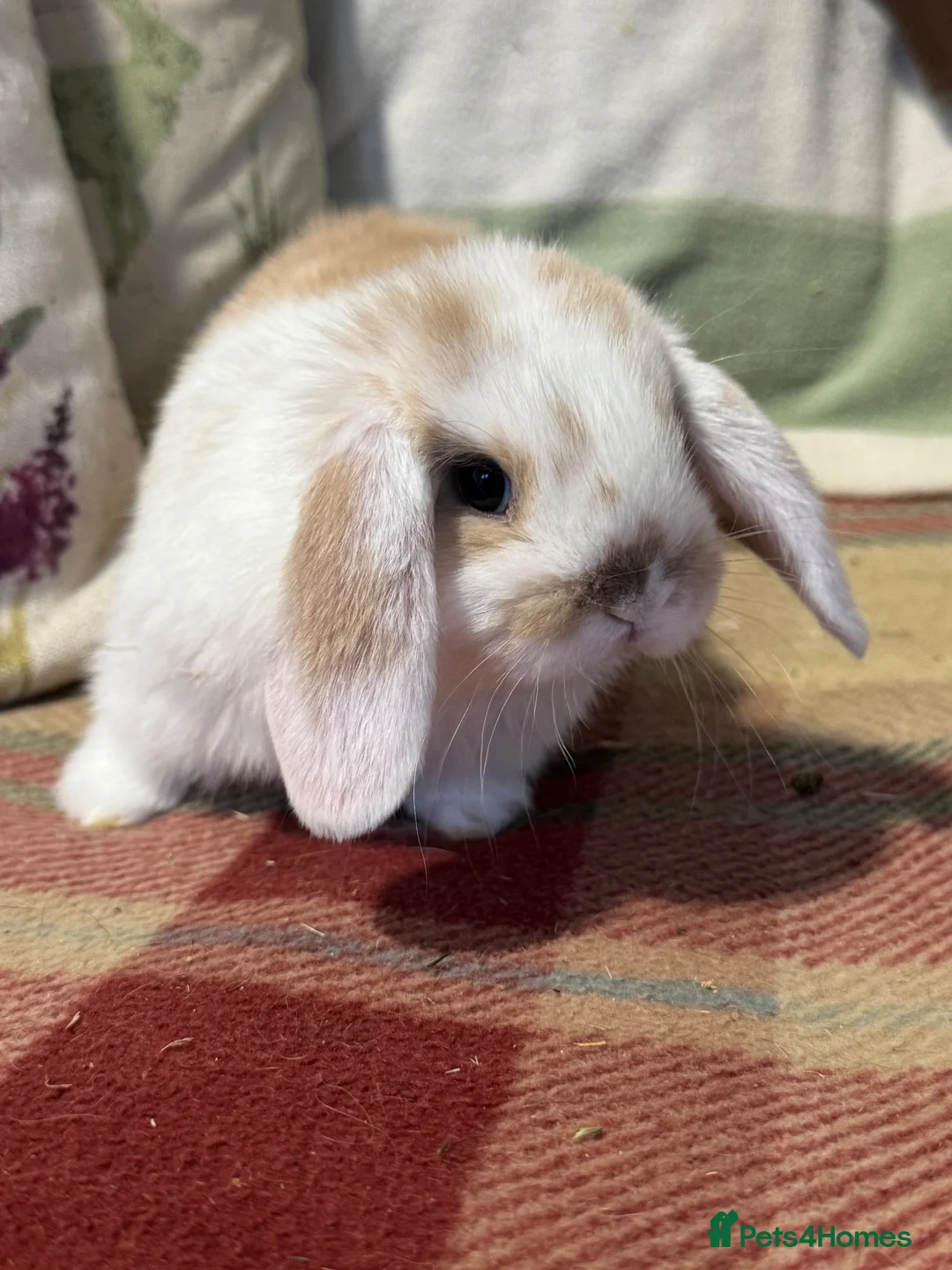 Mini Lop rabbits for sale: Lovely mini lop & lion lop babies (vaccinated) - Advert 11