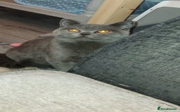 British Shorthair cats for sale: British Shorthair cats and kitten - Image 3