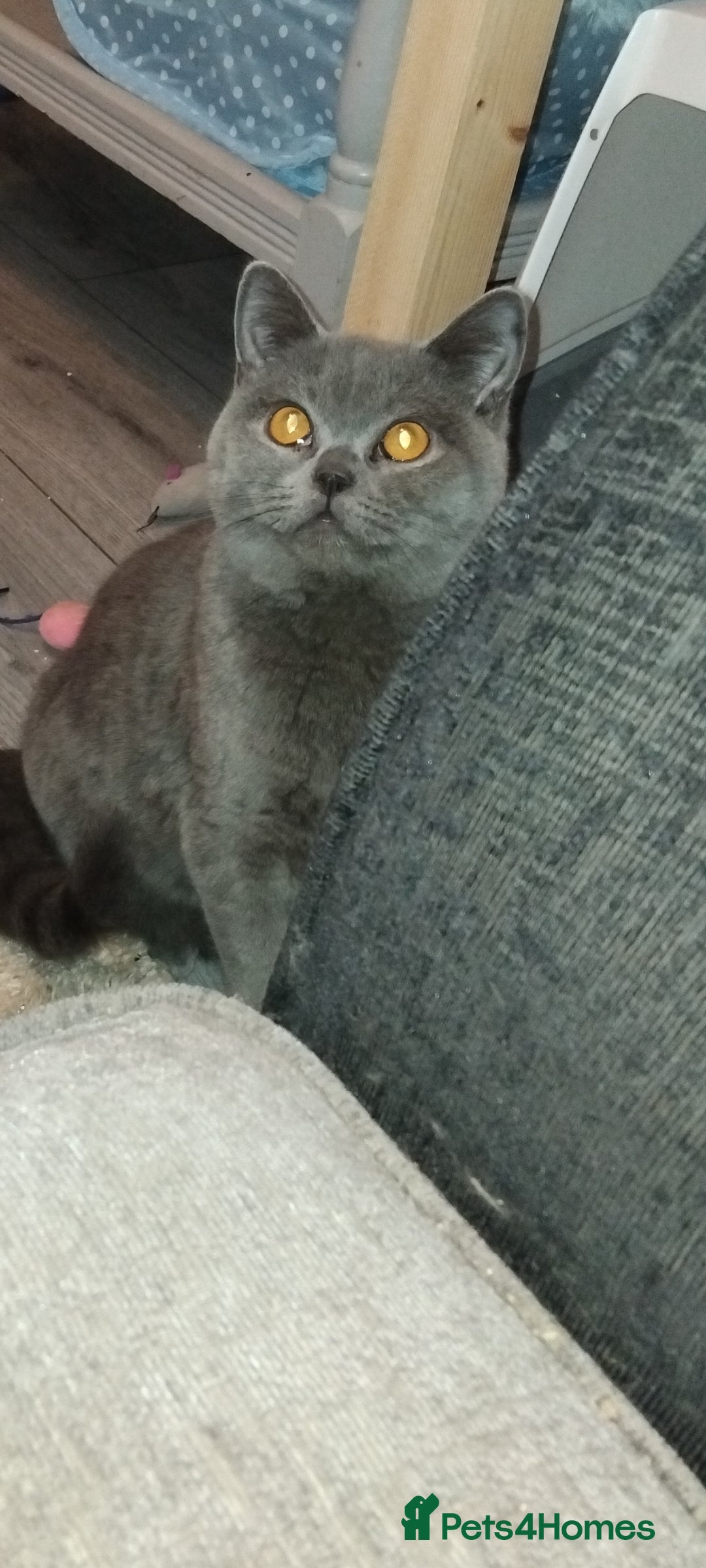 British Shorthair cats for sale: British Shorthair cats and kitten - Image 3