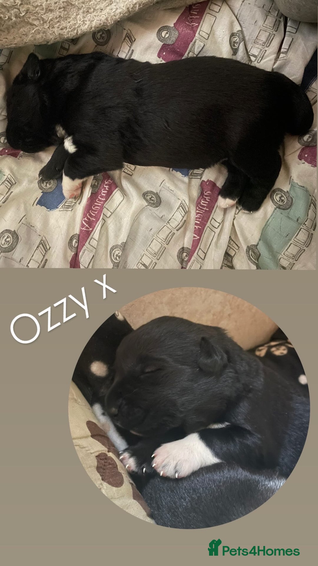 Mixed Breed dogs for sale: Labrador cross with Siberian husky  - Advert 19