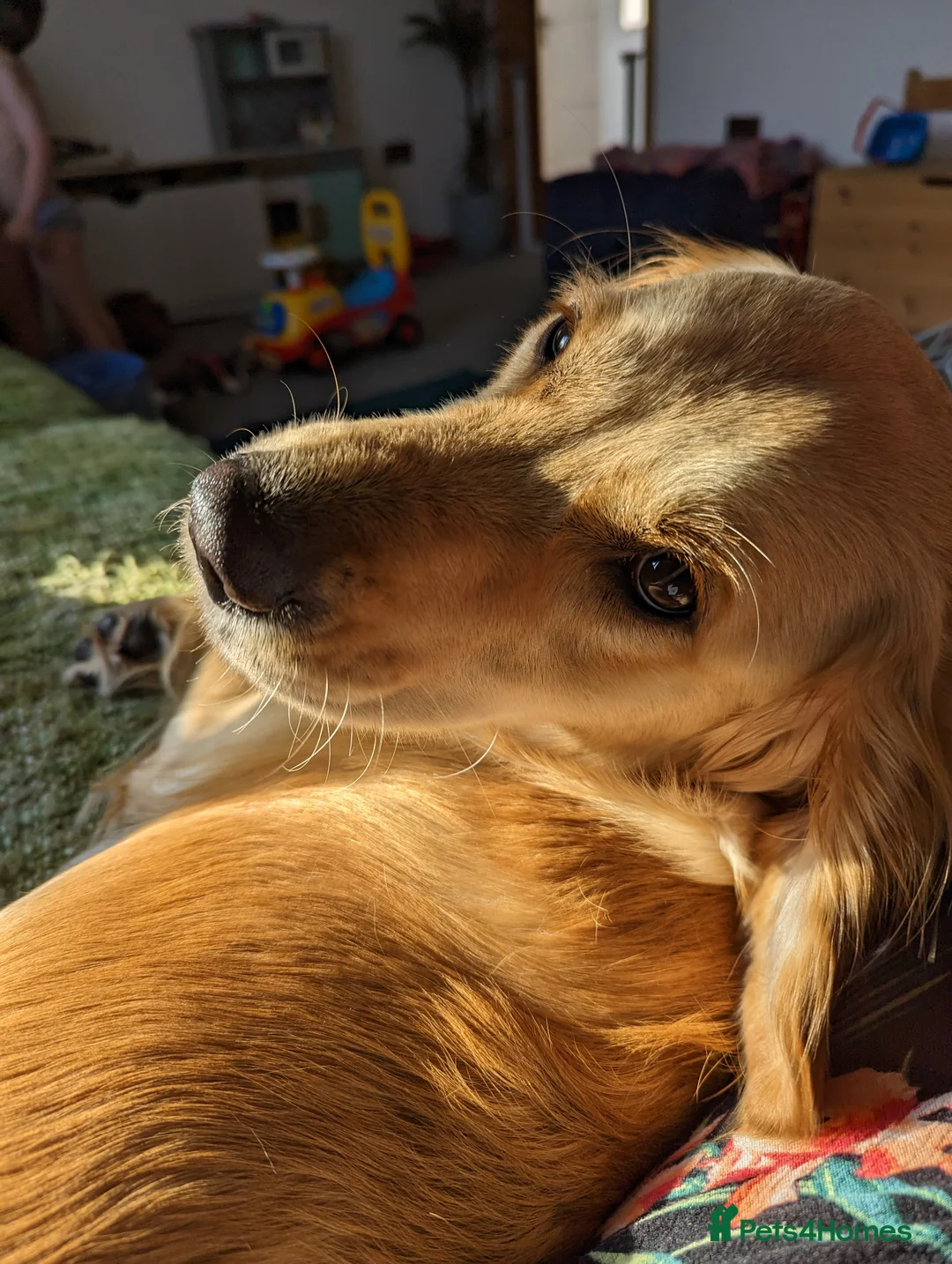 Golden Retriever dogs for sale: Kennel Club Registered Golden Retriever Puppies  - Advert 8