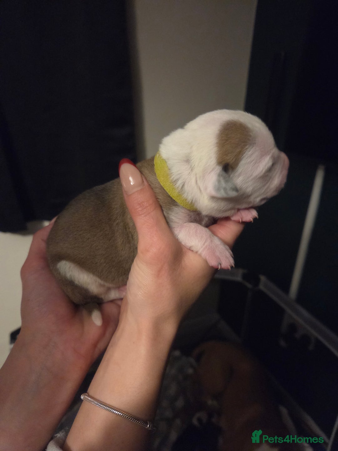 American Bulldog dogs for sale: American bulldog puppies  - Image 14