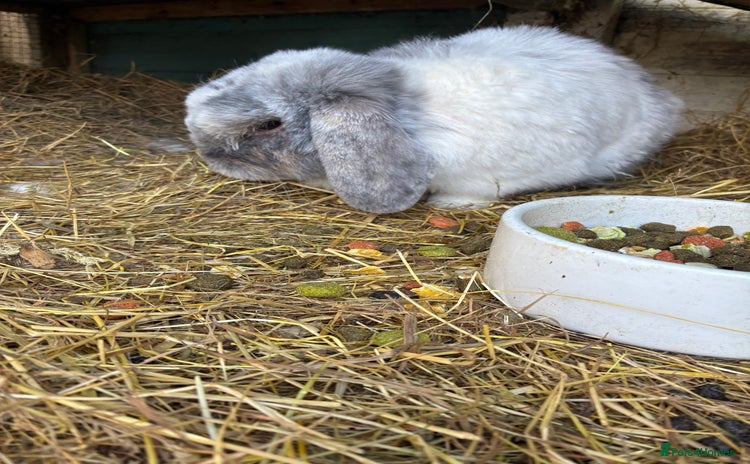 Mini Lop rabbits - Advert 7