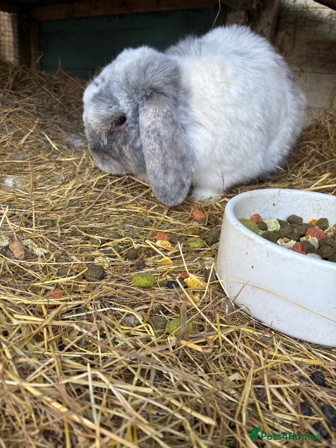 Mini Lop rabbits for sale: Beautiful male mini lop  - Image 1