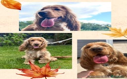 Cocker Spaniel dogs for stud: KC Gold Show Cocker Spaniel Stud PROVEN - Image 2