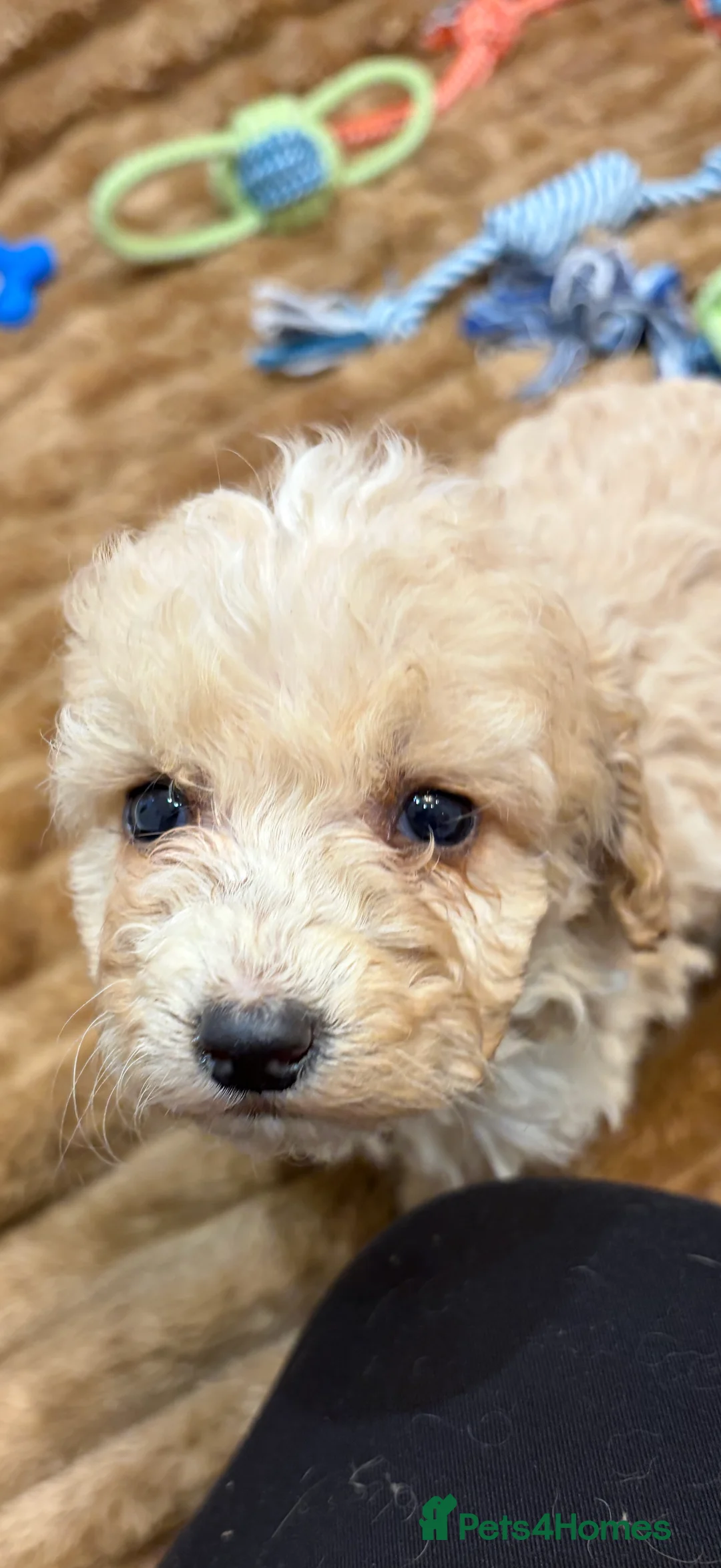 Cockapoo dogs for sale: 🐾STUNNING COCKERPOOS F1 REGISTERED BREEDER🐾 - Advert 3