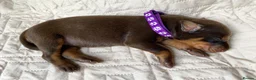 Dobermann dogs for sale: KC REGISTERED DOBERMAN PUPS - Advert 36