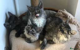 Norwegian Forest Cat cats for sale: Norweigan Forest Kittens  - Image 3