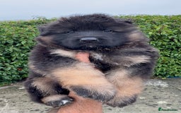 German Shepherd dogs for sale: Stunning German Shepherd Long hair puppies 🥰🔥 - Image 5