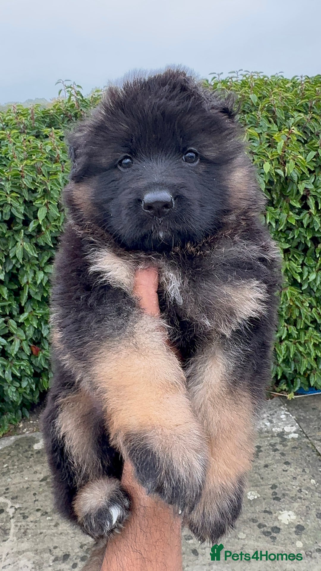 German Shepherd dogs for sale: Stunning German Shepherd Long hair puppies 🥰🔥 - Image 5