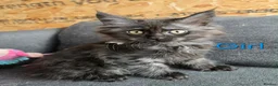 Maine Coon cats for sale: 2 Maine Coon girls. - Advert 13
