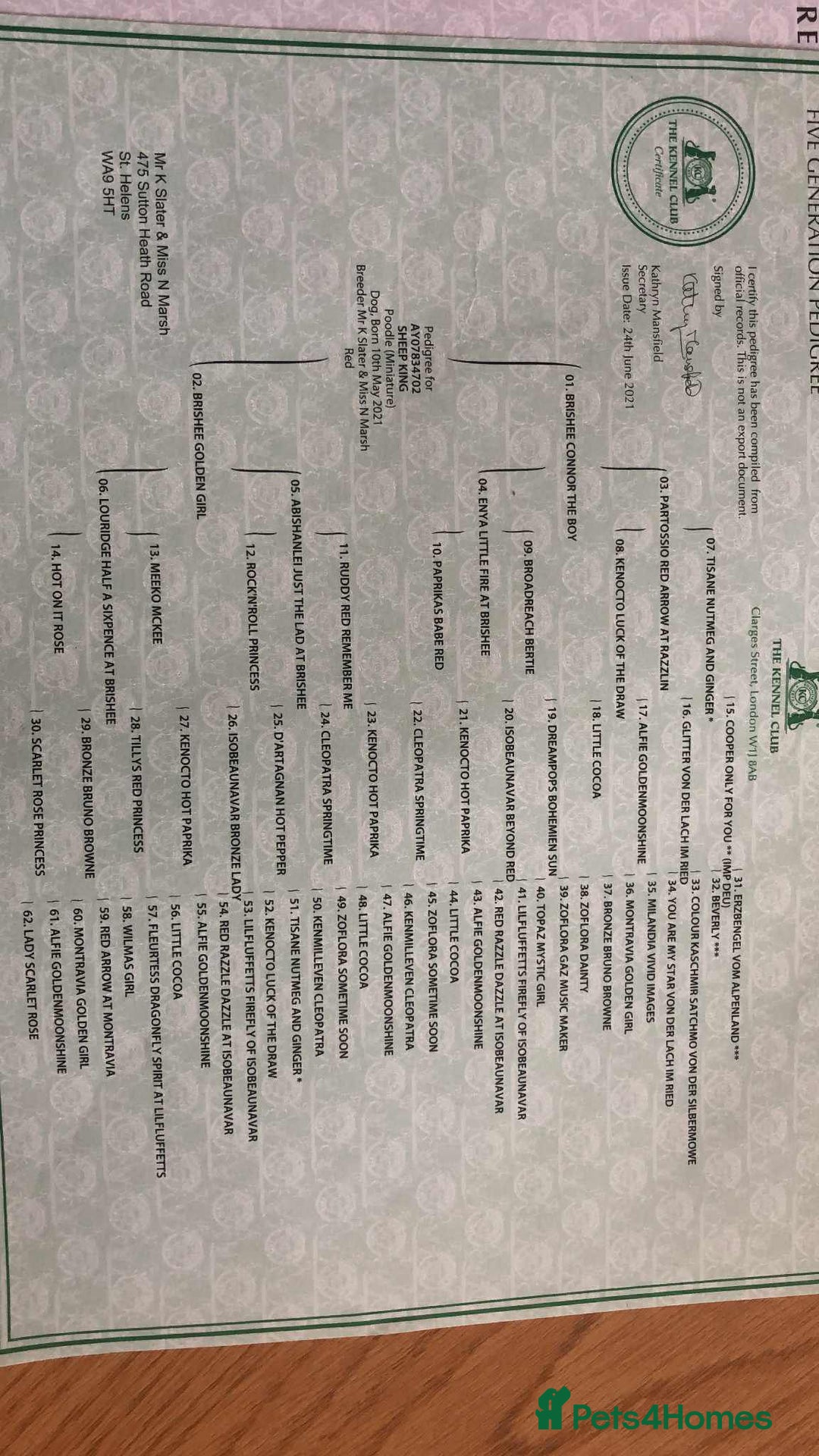 Cockapoo dogs for sale: 🖤BEAUTIFUL COCKAPOO FOR SALE🖤 - Advert 26