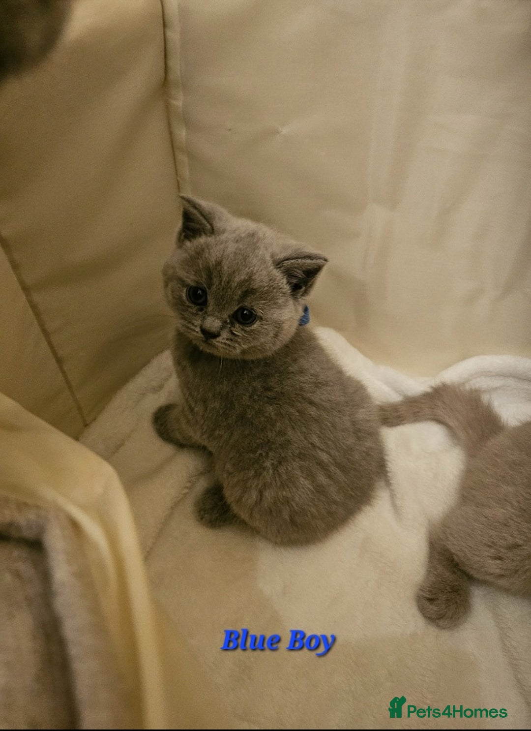 British Shorthair cats for sale: 🐾 Beautiful British Shorthair Kittens for Sale 🐾 - Advert 12