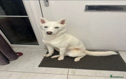 Siberian Husky dogs for sale: Beautiful Siberian Husky - Image 7