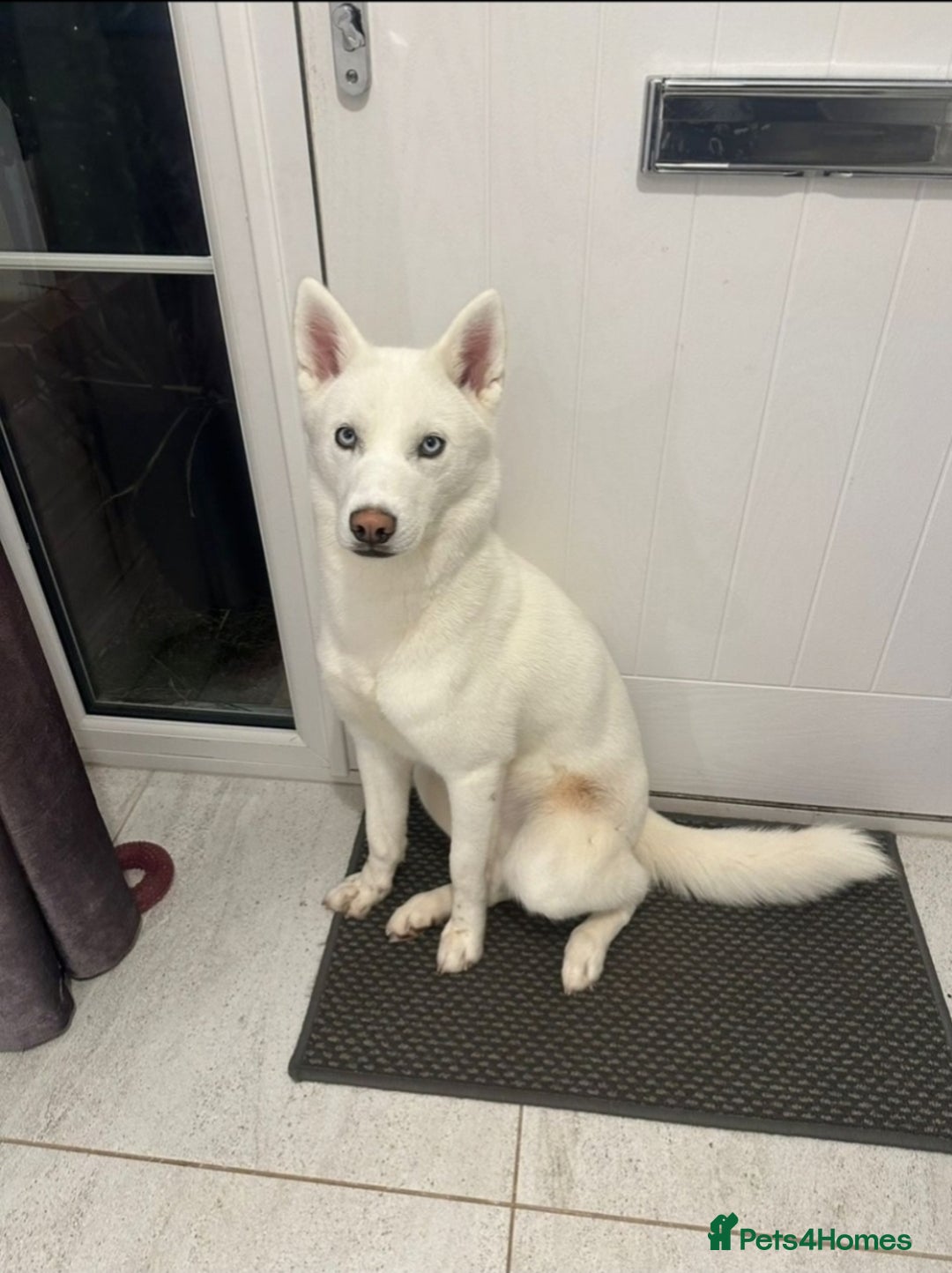 Siberian Husky dogs for sale: Beautiful Siberian Husky - Image 7