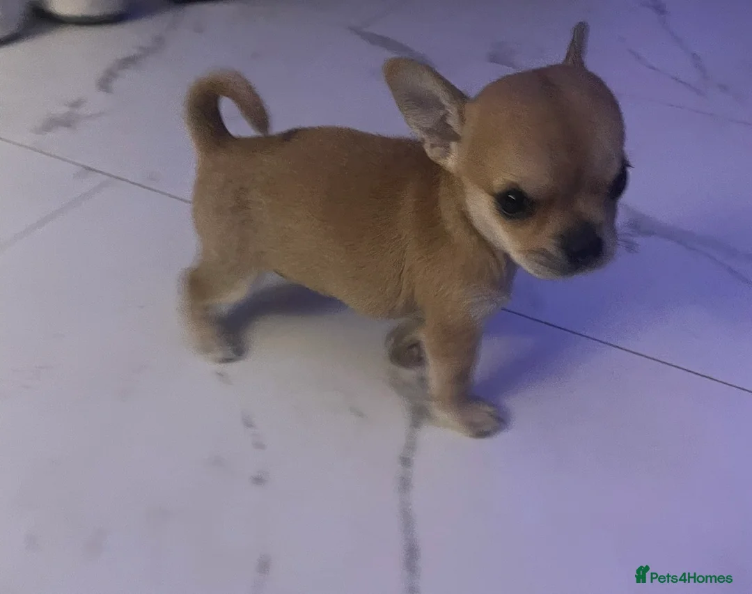 Chihuahua dogs for sale: Chihuahua puppy  - Advert 1