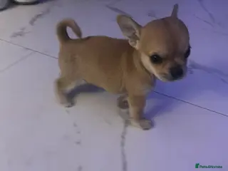Chihuahua dogs Chihuahua puppy - Advert 18