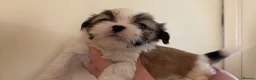 Lhasa Apso dogs for sale: KC puppys  - Advert 4