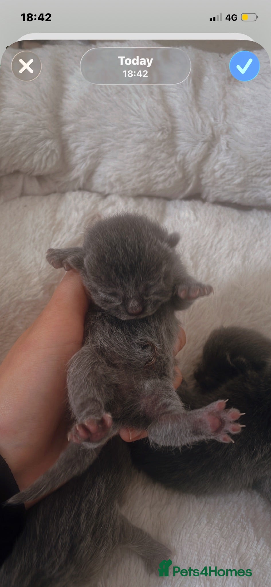 Mixed Breed cats Kittens  - Advert 5