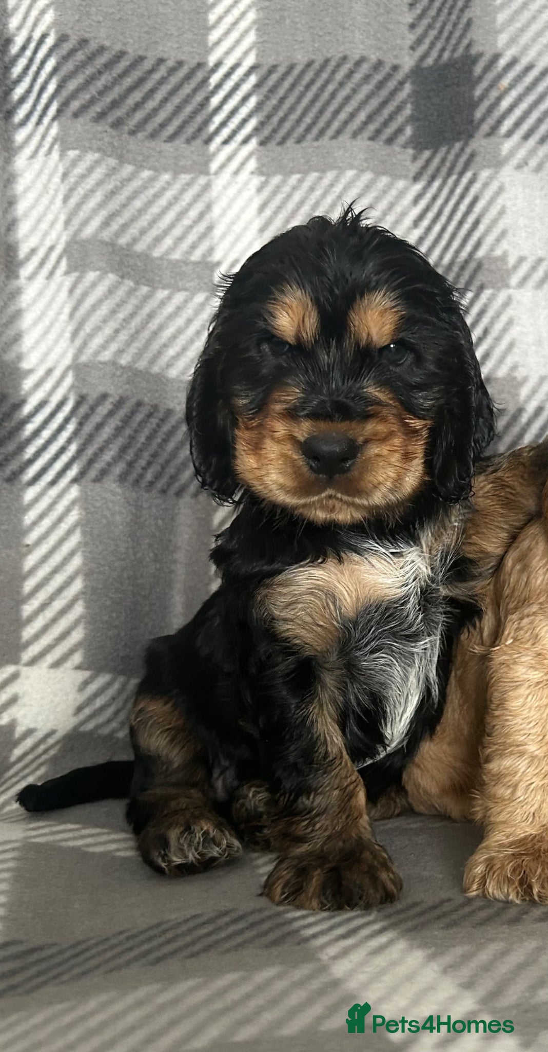 Cocker Spaniel dogs KC reg Show Cocker Spaniel Puppies - Advert 1