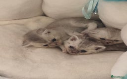 Scottish Fold cats for sale: Scottish fold female pick of litter - Image 8