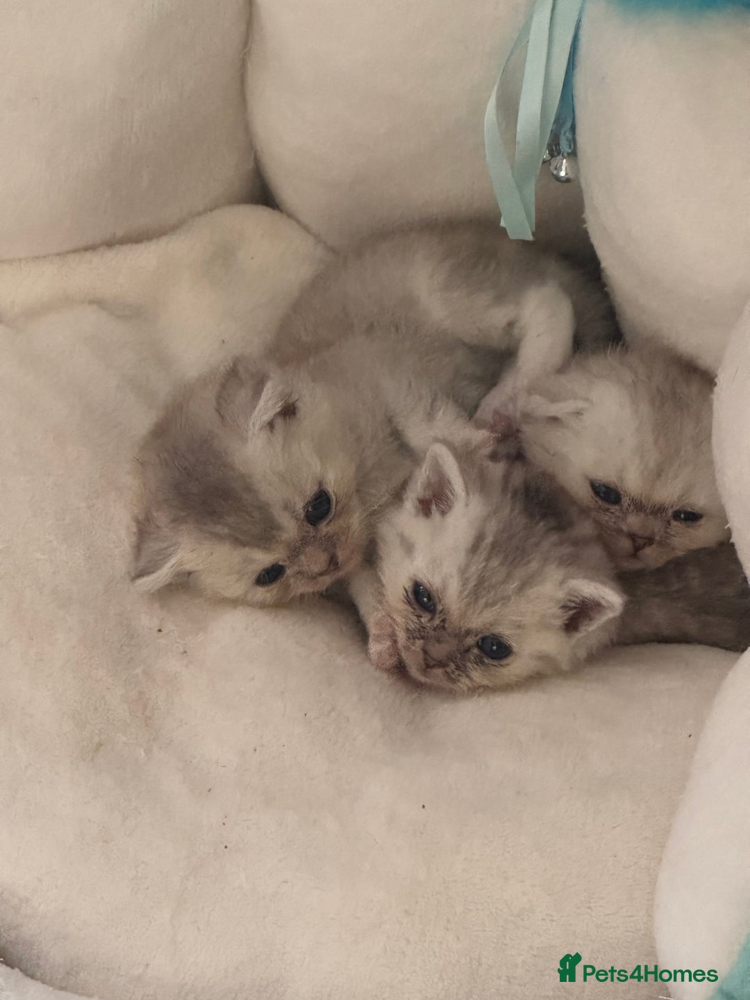 Scottish Fold cats for sale: Scottish fold female pick of litter - Image 8