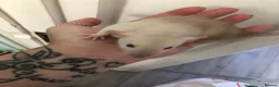 Rat rodents for sale: Baby dumbo rats - Advert 4