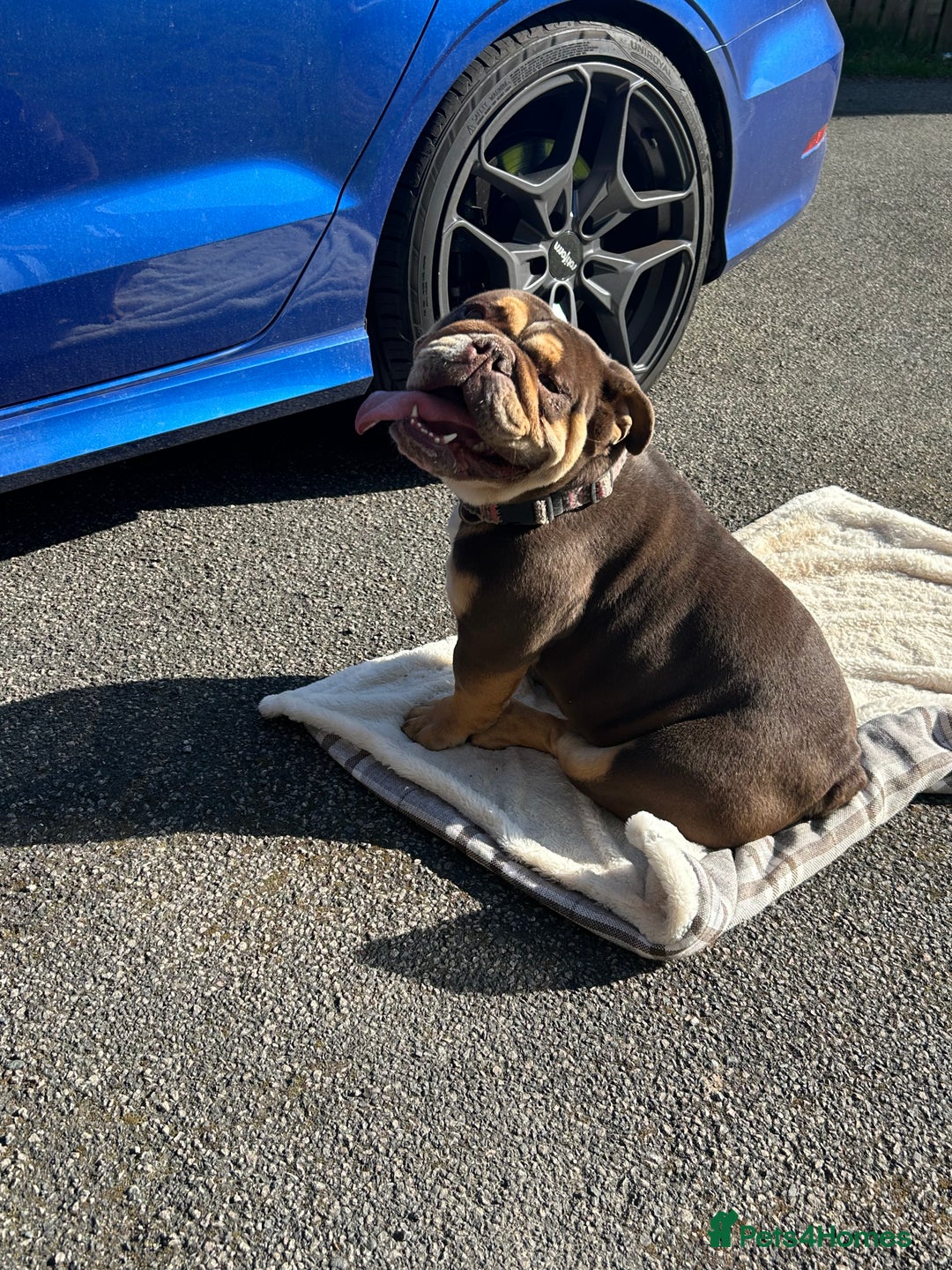 English Bulldog dogs for sale: English bulldog female  - Image 1