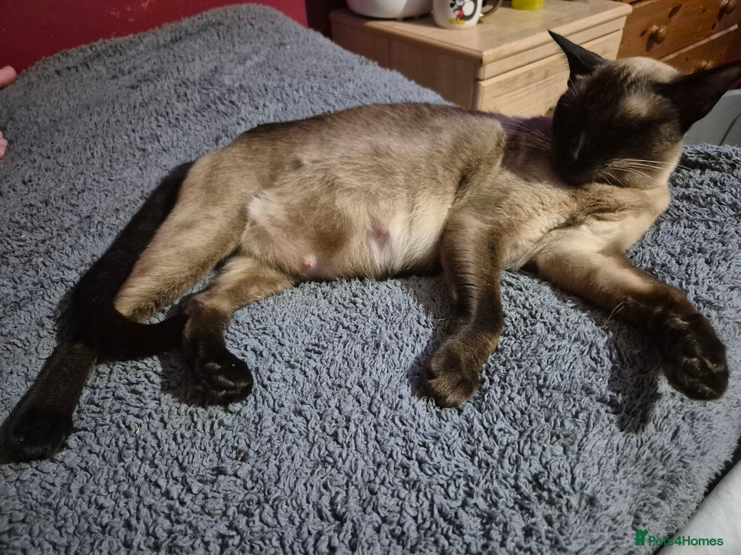 Oriental cats for sale:  GCCF Oriental Kittens For Sale - Image 20