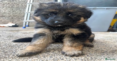 German Shepherd dogs - Advert 3