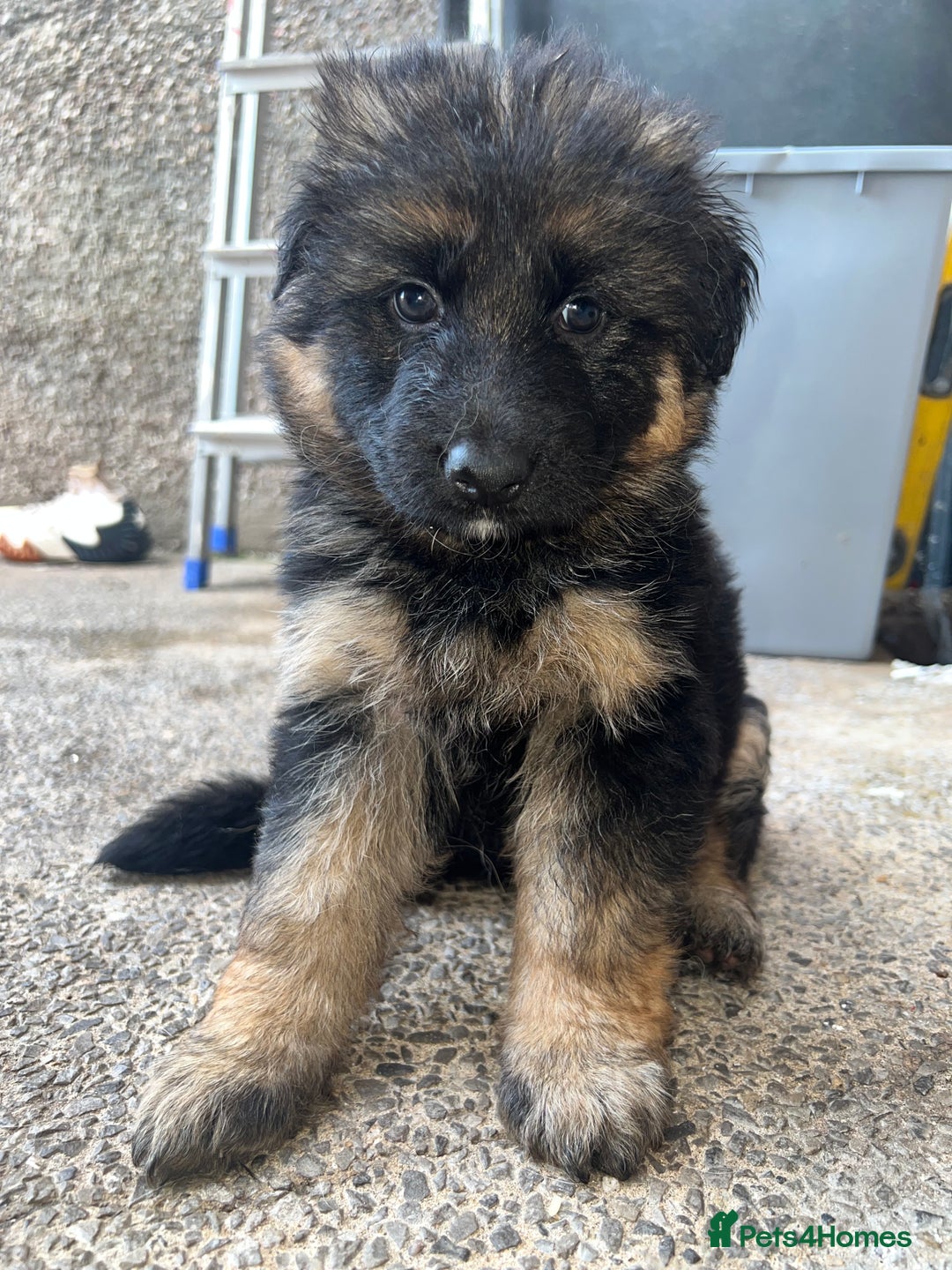 German Shepherd dogs for sale: 🌟READY🌟- KC registered Long Haired GSD pups♥️ - Image 17