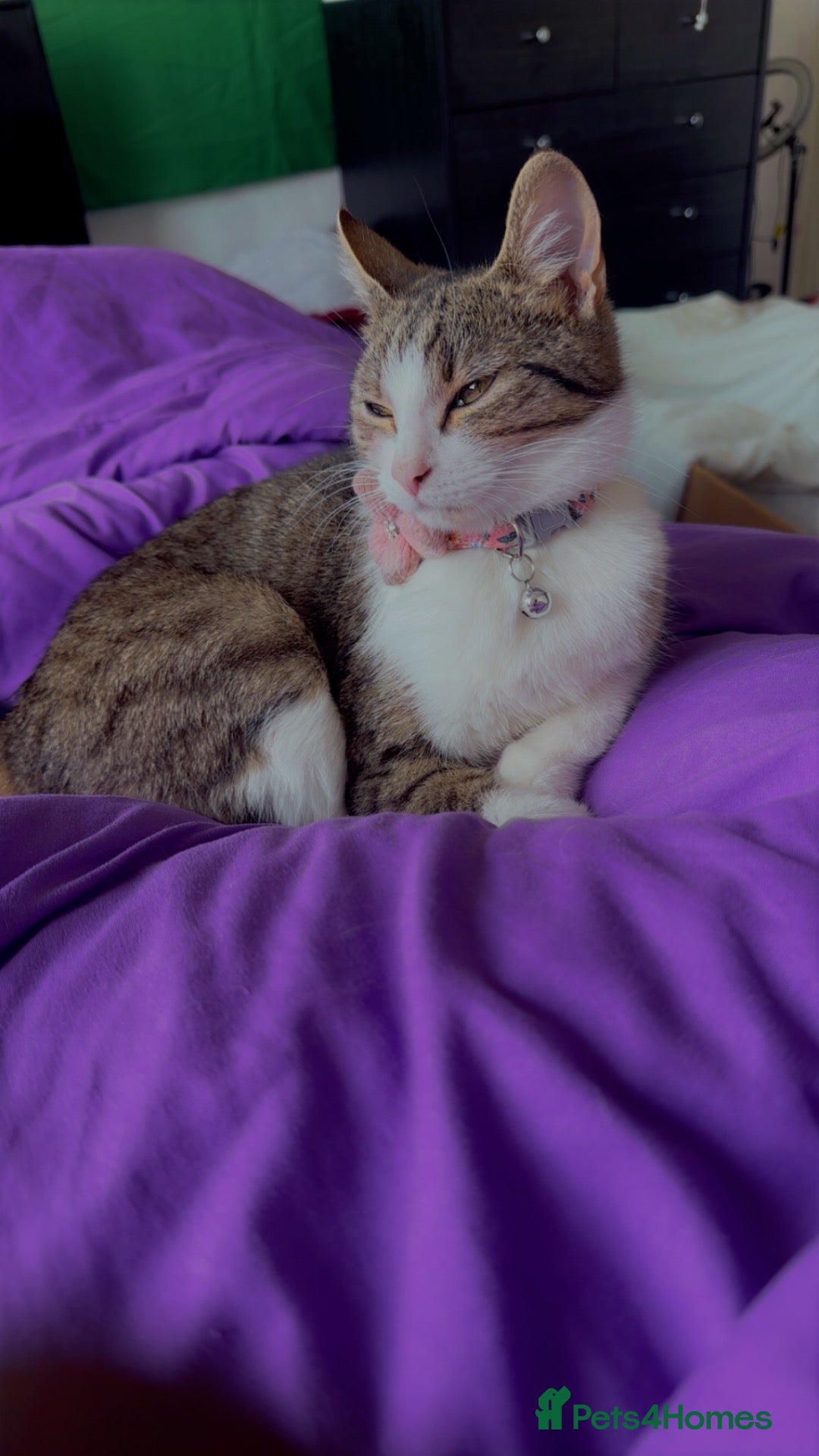 American Wirehair cats Female American Wirehair  - Advert 1