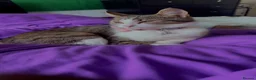 American Wirehair cats for sale: Female American Wirehair  - Advert 1