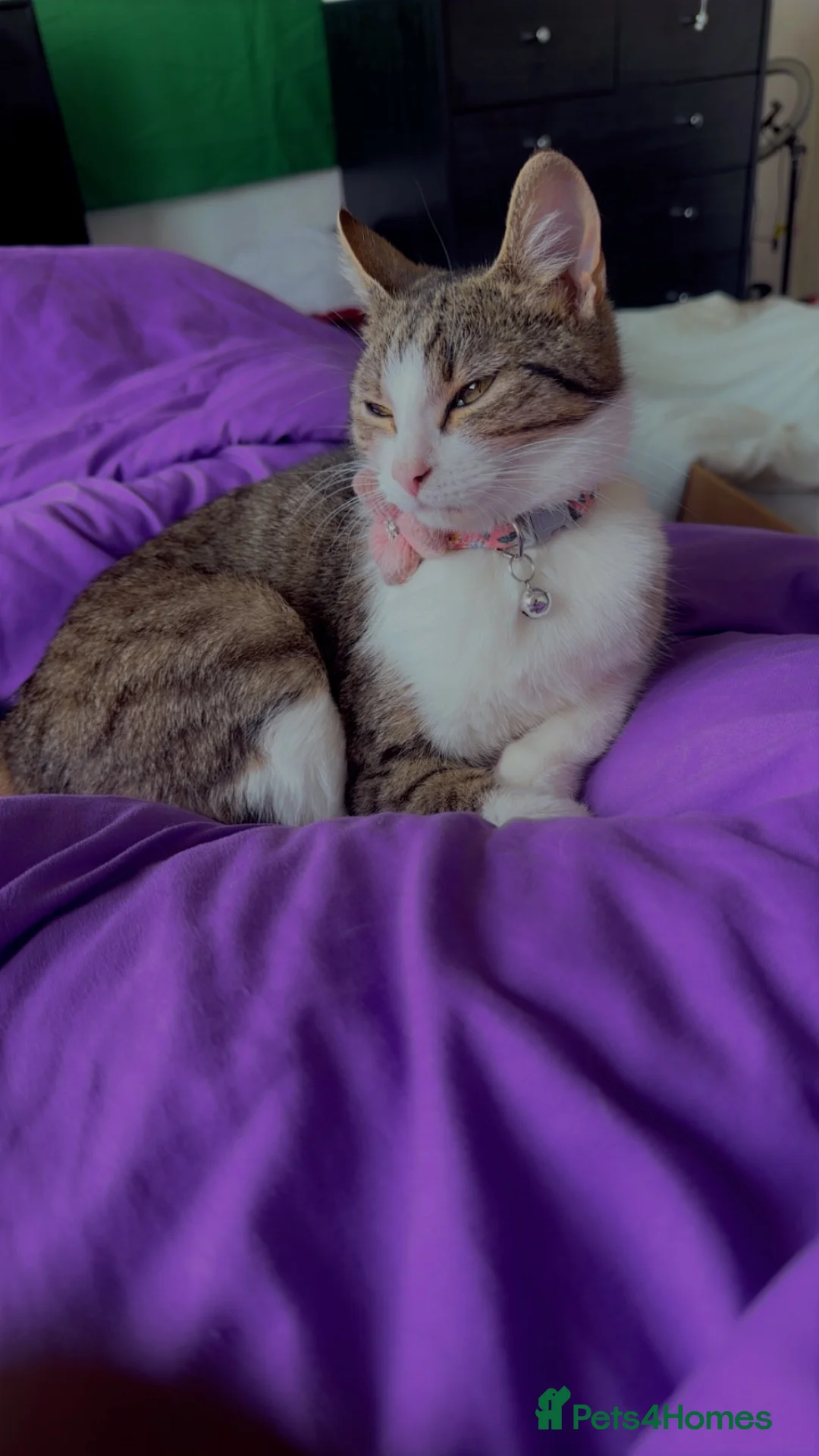 American Wirehair cats for sale: Female American Wirehair  - Advert 1