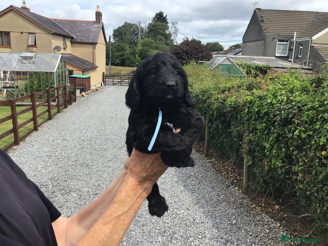 Cockapoo dogs for sale: COCKAPOO PUPS. READY TO LEAVE. - Image 12