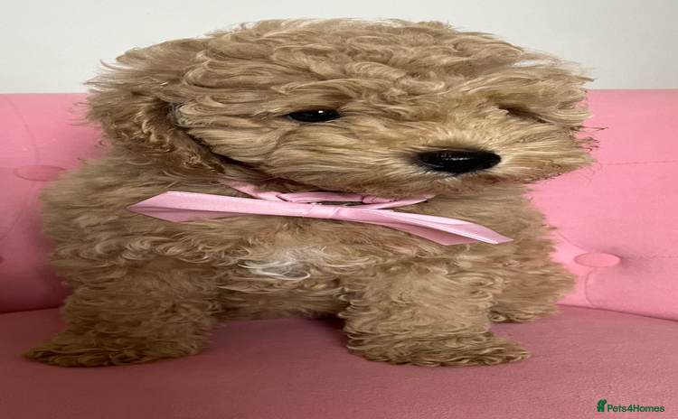 Poochon dogs - Advert 1