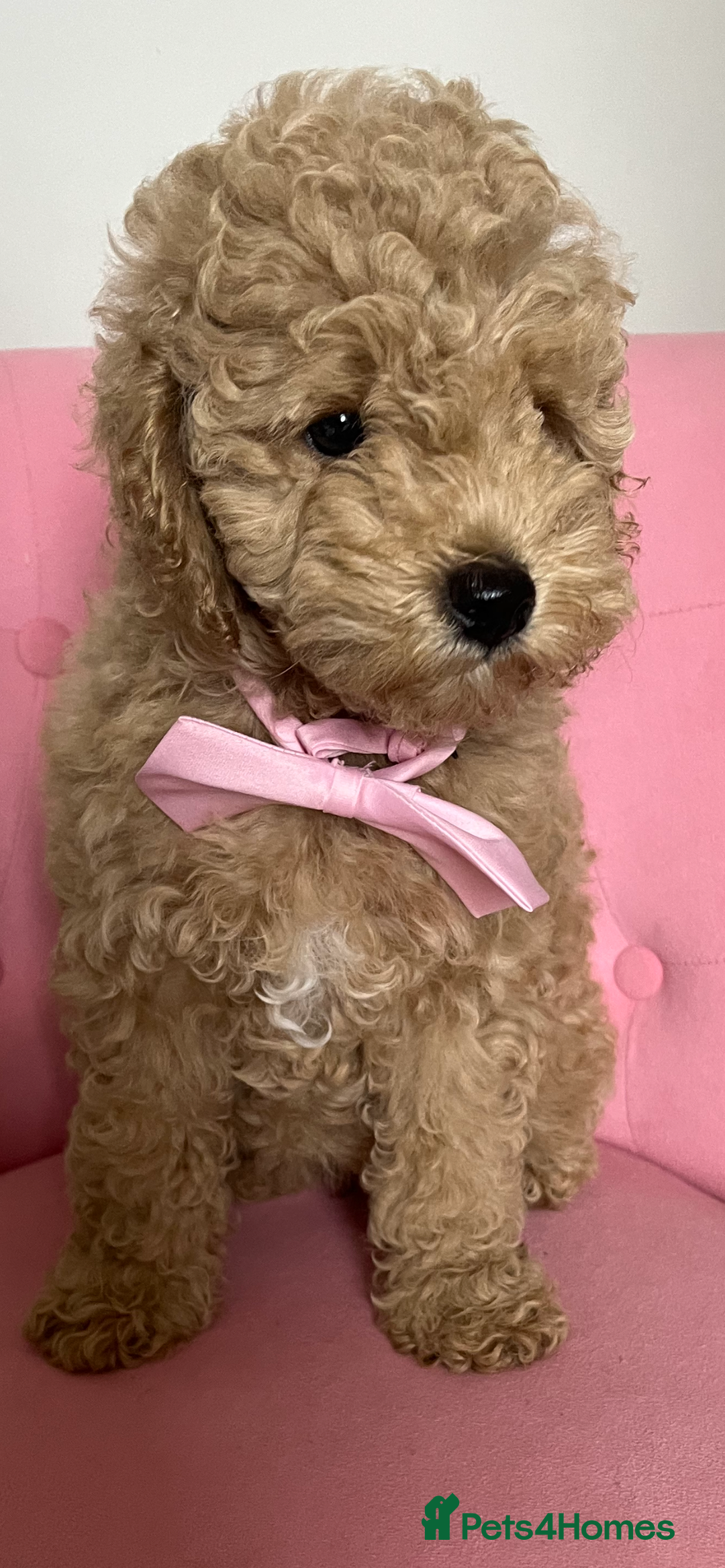 Poochon dogs for sale: 🐾 Poochon puppies 💕🐾🐾 - Image 1