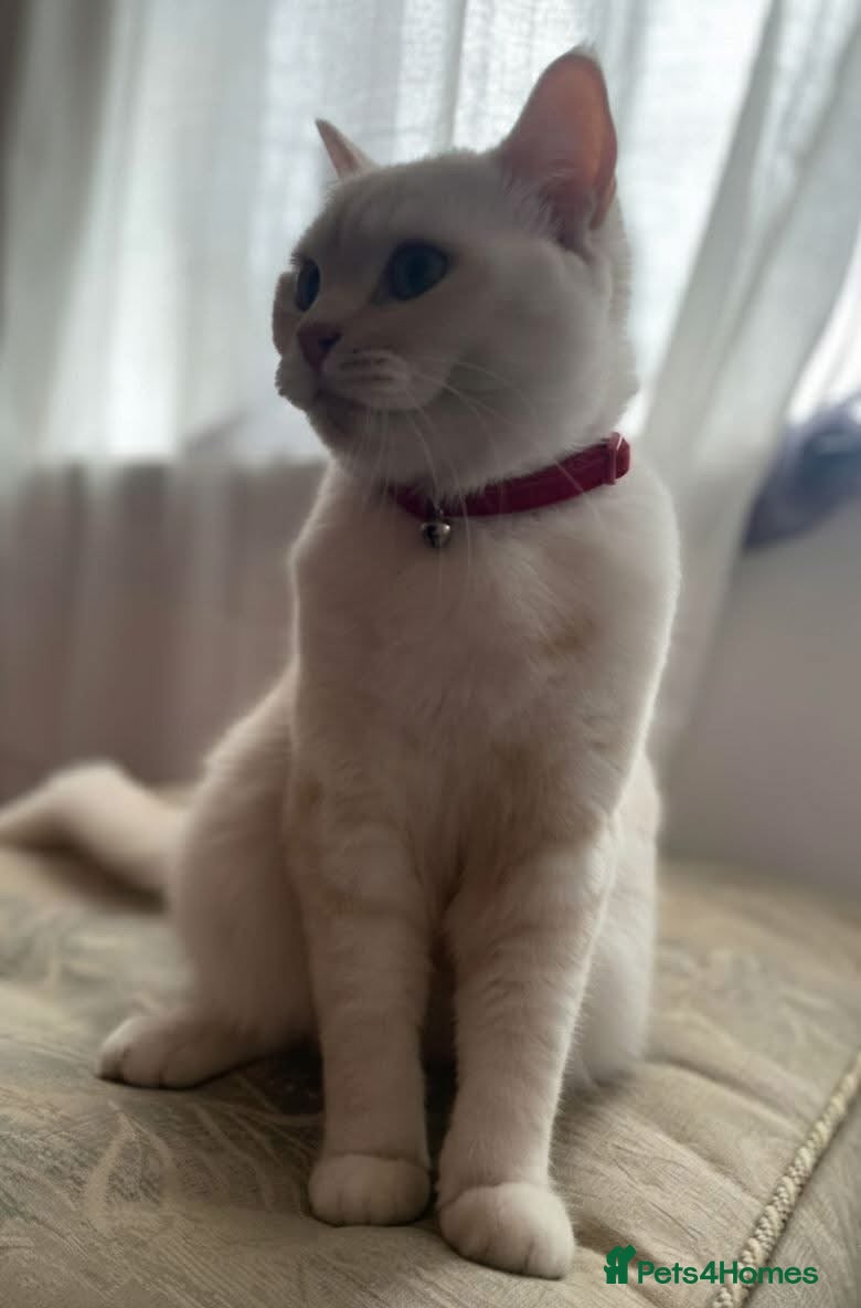 British Shorthair cats G💛lden Shaded Chinchilla 🐾 BSH - Advert 10