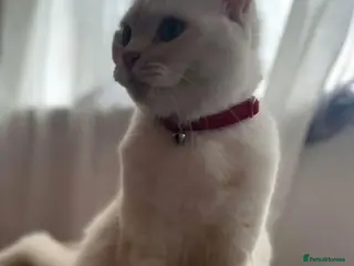 British Shorthair cats G💛lden Shaded Chinchilla 🐾 BSH - Advert 10