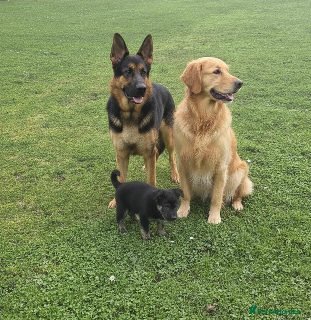 Golden Shepherd dogs for sale: Golden shepherd puppies  in Romford - Advert 17