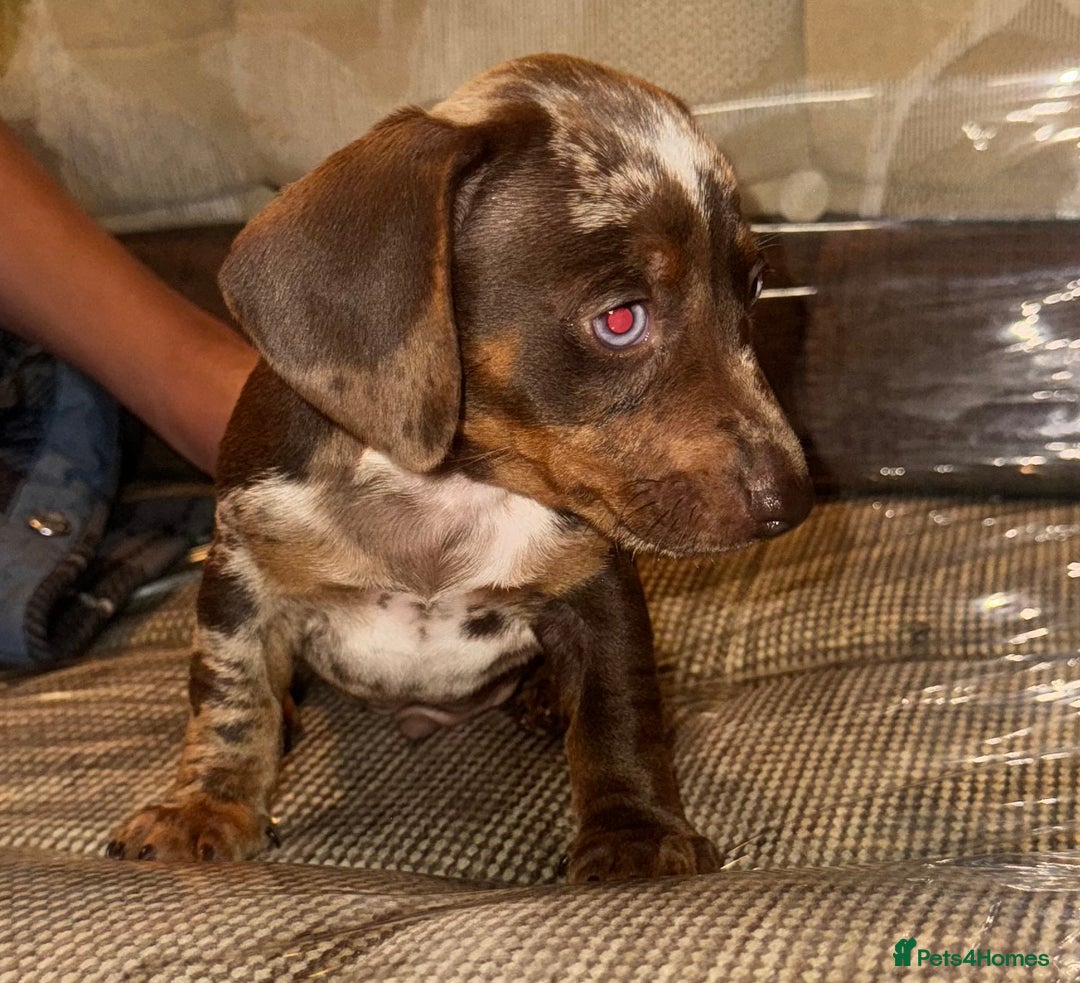 Miniature Dachshund dogs for sale: Miniature dachshund puppys - Image 9