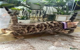 Bengal cats for sale: ❤️ Gorgeous Pure Bengal Kittens Available ❤️ - Image 19