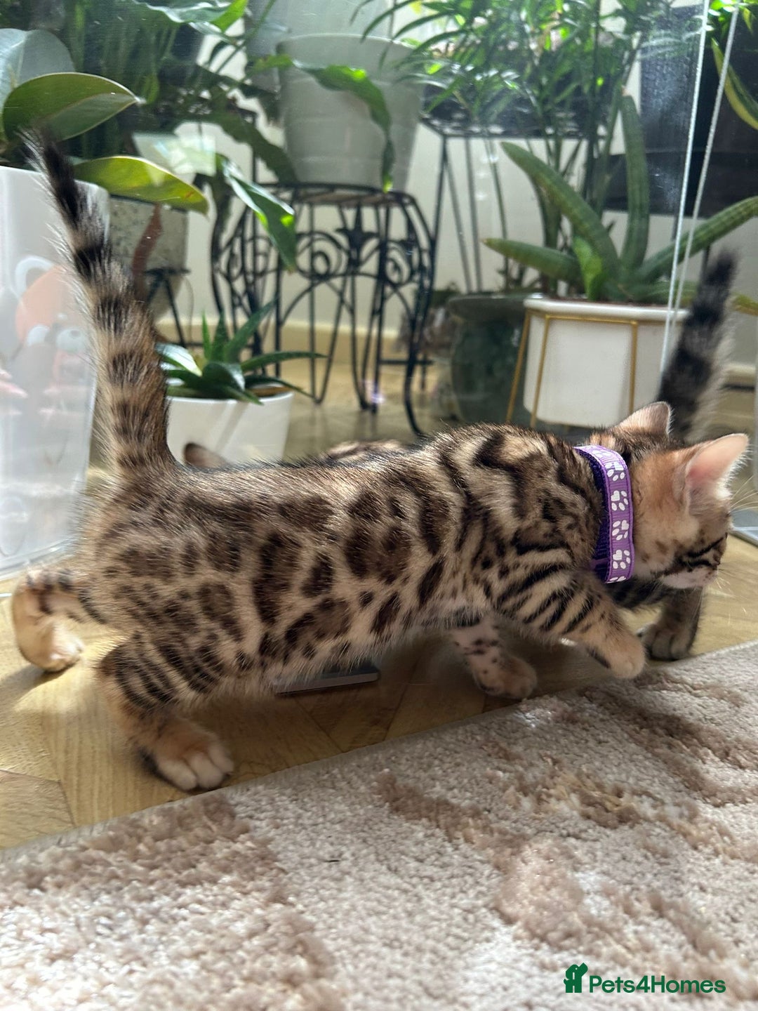 Bengal cats for sale: ❤️ Gorgeous Pure Bengal Kittens Available ❤️ - Image 19