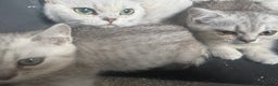 British Shorthair cats for sale: Daisy GCCF Active needs a home by the 22nd - Advert 2