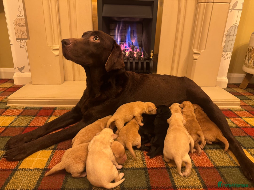 Labrador Retriever dogs for sale: Beautiful KC pups, health tested & superb lineage - Advert 1