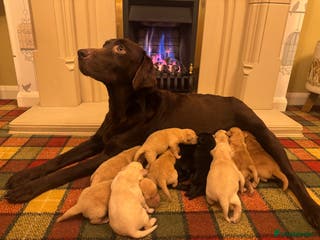 Labrador Retriever dogs Beautiful KC pups, health tested & superb lineage - Advert 2