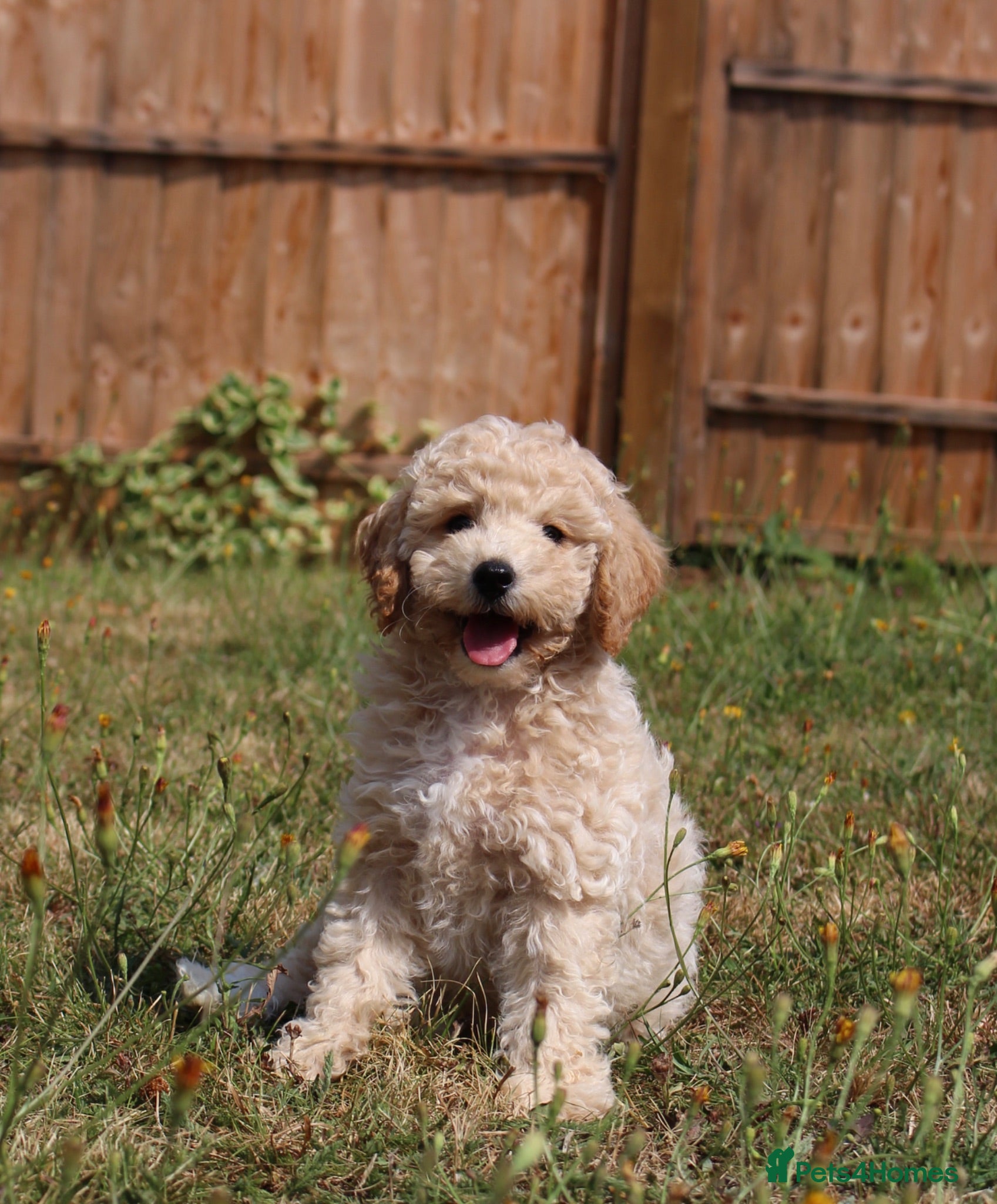 Miniature Poodle dogs Miniature poodle ready for their forever homes  - Advert 3